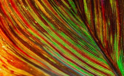 Macro, colorful leaf veins, texture