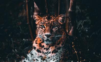 Leopard, stare, predator