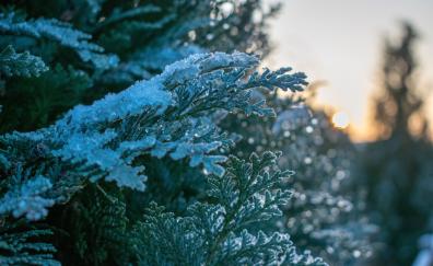 Snowfrost, winter, pine, leaves, tree branches, nature