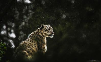 Portrait, leopard, predator