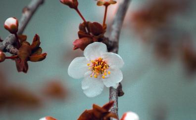 White flower, cherry blossom, tree branch