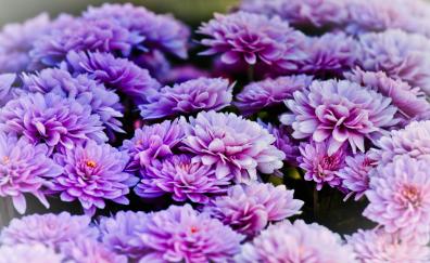 Asters, bright, blue flowers, blossom
