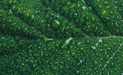 Leaf, close up, green, drops
