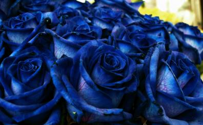 Blue roses, bouquet, fresh