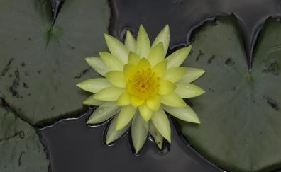 Drops, lake, yellow, water lily