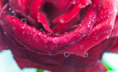 Rose, drops, pink, close up
