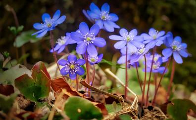 Spring, blue, wild flowers, leaves