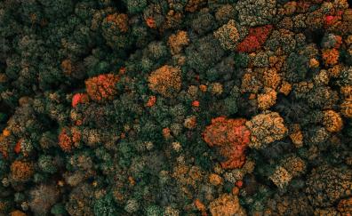 Colored tree, fall, autumn, aerial view, dense forest