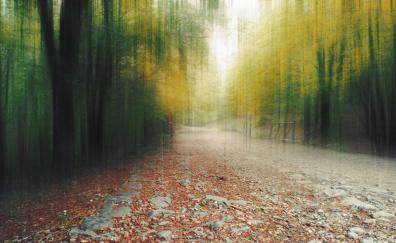 Forest, path, foliage, autumn, blurry