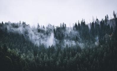 Green, forest, fog, nature, trees, dawn