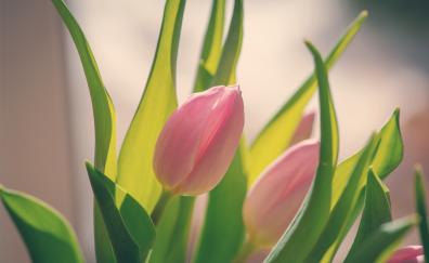Bud, pink tulip, bloom