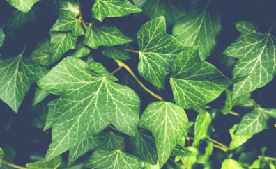 Ivy plant, green leaves, close up
