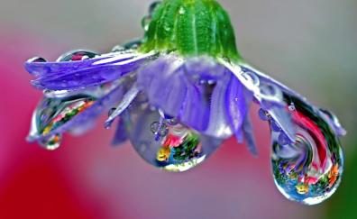 Drops, purple flower