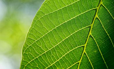 Close up, leaf, spring, green, veins
