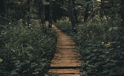Path, trees, wooden pathway
