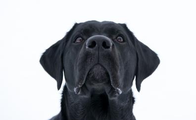 Dog, Labrador Retriever, black, muzzle