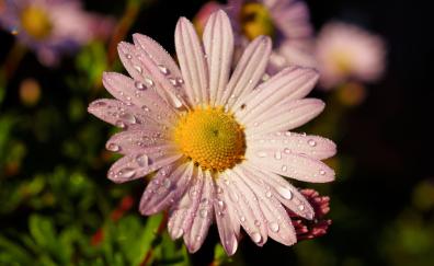 Flower, pink daisy, water drops, closeup