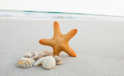 Seashell, starfish, sand, beach