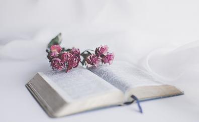 Book and roses, flowers