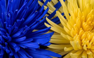 Blue-yellow flowers, blossom, close up