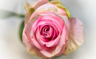 Pink rose, fresh, close up