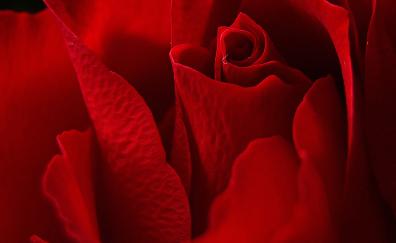 Petals, rose, close up, red