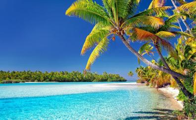 Cook islands, beach, sunny day, palm trees