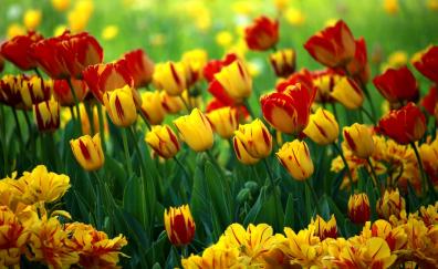 Adorable flowers, tulip, red-yellow flowers, farm