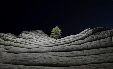 iOS stock, desert, tree at night, nature