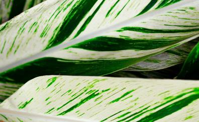 White-green lines on leaf, plant, nature