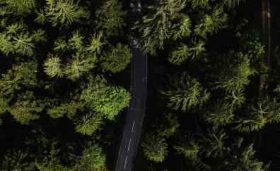 Road through woods, aerial view, trees, Black Forest, Germany