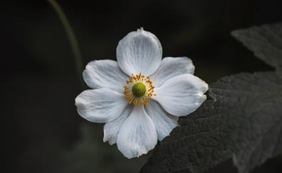 White bloom, small flower, close up