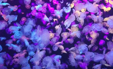 Colorful, jellyfishes, underwater