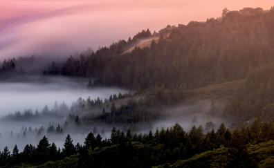 Mist, fog, tree, dawn, forest, nature
