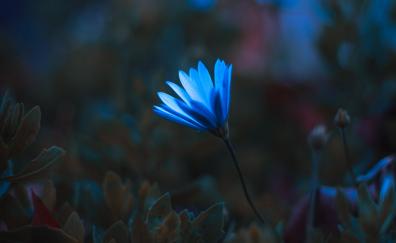 Blue bright flower, portrait