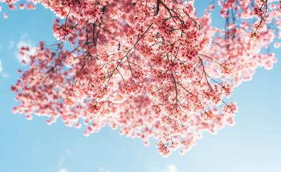 Blossom, tree branches, pink flowers