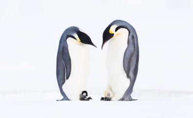 Penguins' family, animal