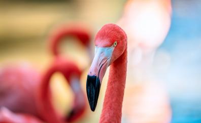 Flamingo, pink bird, muzzle, beak