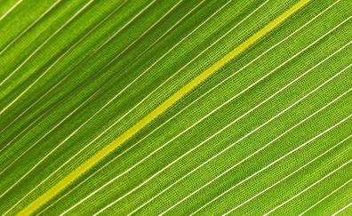 Veins of green leaf, close up