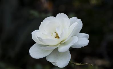 White flower, spring, close up