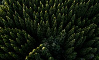 Green trees, nature, spring, aerial shot