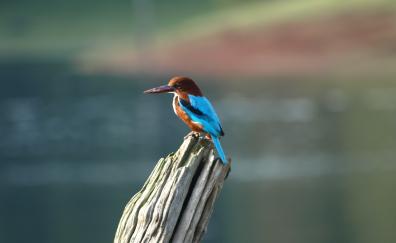 Bird, colorful, blur, kingfisher