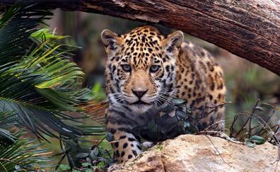 Wild and furious, predator, leopard
