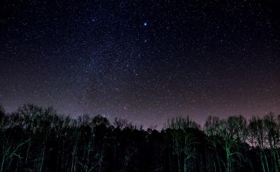 Starry night, stars, sky, trees