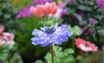 Blue anemone, meadow, flower