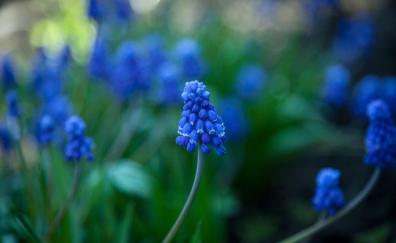 Hyacinth, purple flowers, bloom, blur
