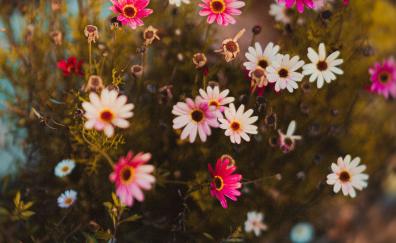Colorful flowers, wild flowers, blossom