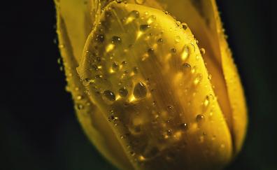 Portrait, yellow tulip, drops