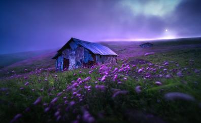 Abandoned Hut, landscape, spring, violet flowers, morning
