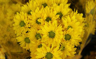 Yellow flowers, Gerbera, basket, bloom